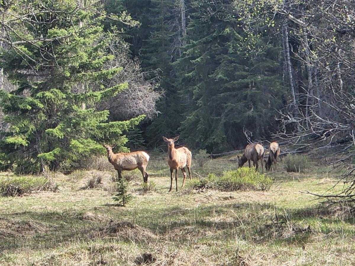 Rocky Mountain Escape Dome & Log Cabin Rentals - Rock Lake Rock Lake Lodge Provincial Park Esterno foto