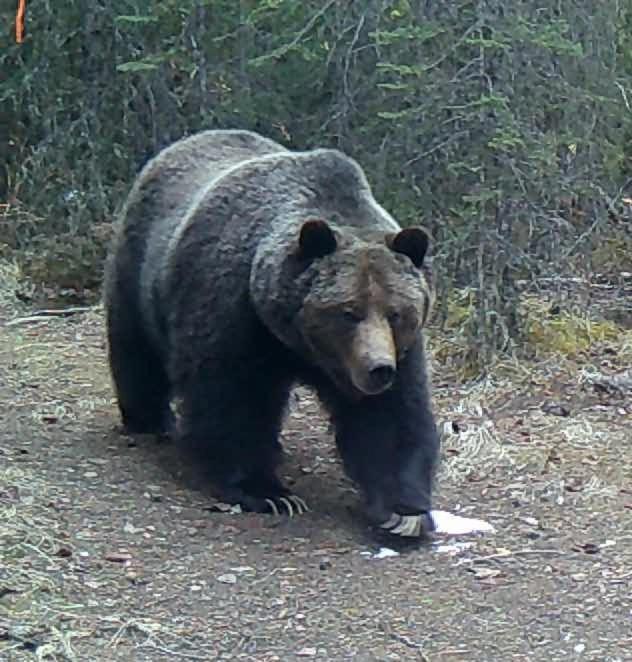 Rocky Mountain Escape Dome & Log Cabin Rentals - Rock Lake Rock Lake Lodge Provincial Park Esterno foto